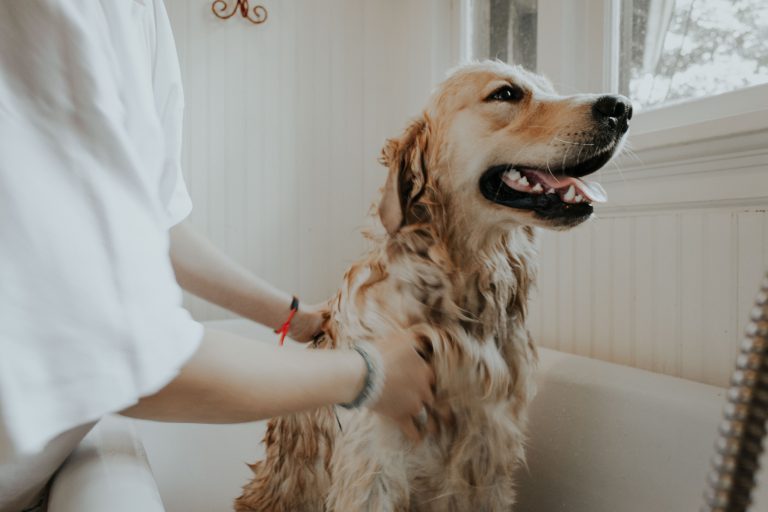 washing a dog